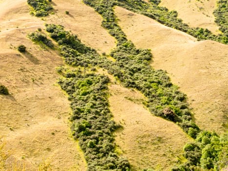 Network of lush green vegetation veins in dry grassy plain, Central Otago, New Zealand