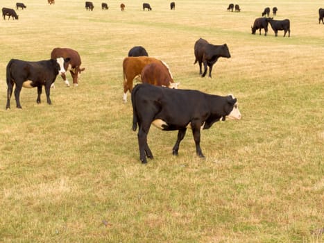 Herd of young cattle grazing on lush green meadow pasture