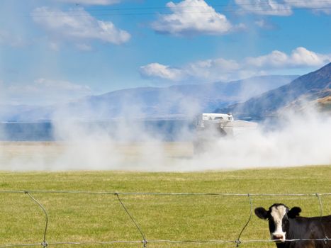 Cow watching truck spreading fertilizer on pasture meadow creating an enormous white dust cloud of rock phosphate and potash