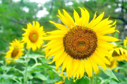 Beautiful sunflowers in the field