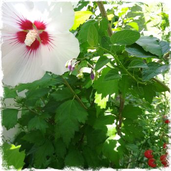 flower and berries