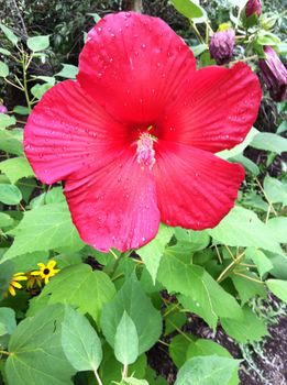 large red flower