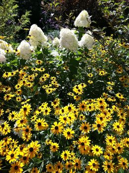 black eyed susans and white flowers