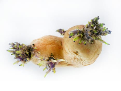 potato sprouts isolated on white background