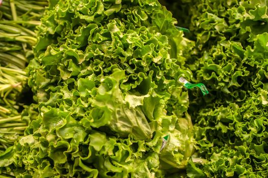 Fresh green lettuce on display at store