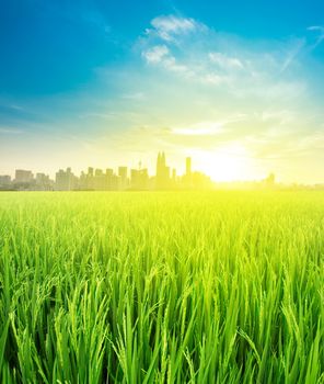 Kuala Lumpur is the capital city of Malaysia, landscape view over rice field plantation farming in morning sunrise