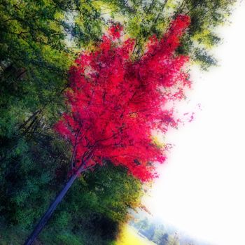 red tree in front of green