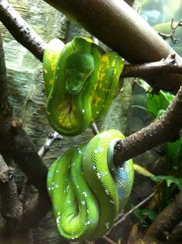 snakes coiled on a branch