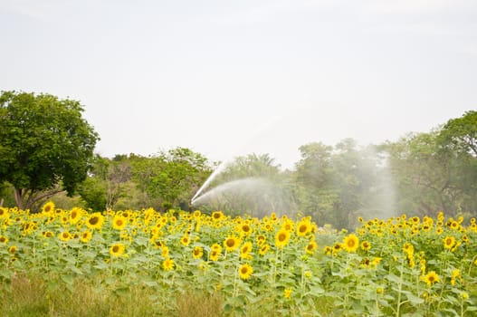 maintainance sunflower field by water machine