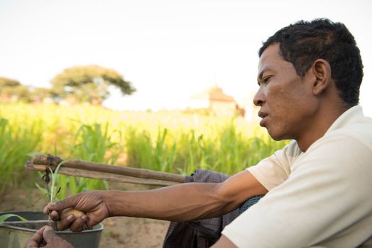 Portrait Traditional Asian male farmer working in corn field