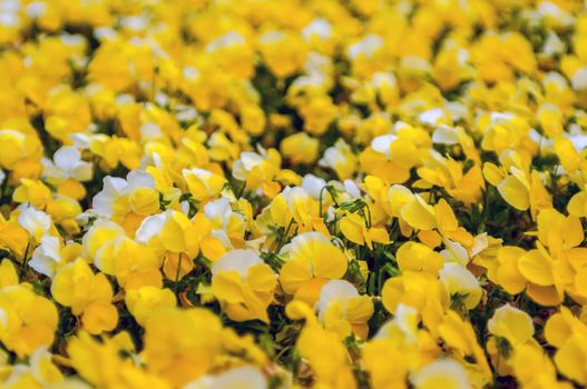 Texas Yellow Petunia Blooming Brilliantly in Spring