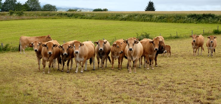 group of cow in the french country