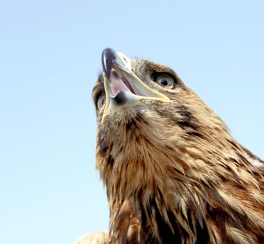 Eagle head on blue sky background. Close up