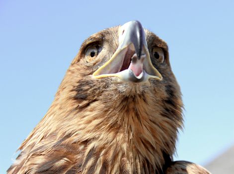 Eagle head on blue sky background. Close up