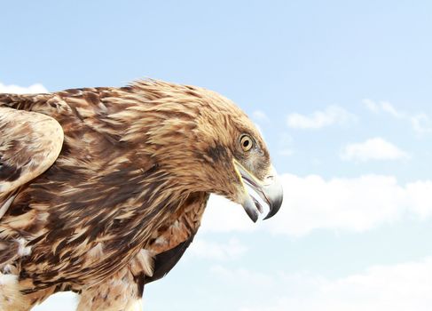 Eagle head on blue sky background. Close up