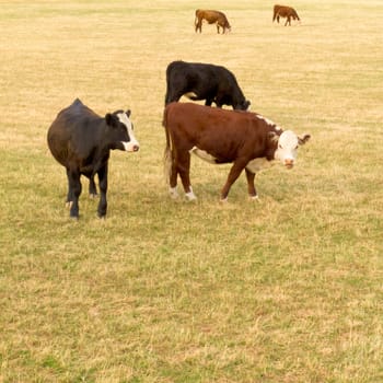 Herd of young cattle grazing on lush green meadow pasture