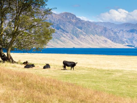Happy cows grazing on green pasture at beautiful Hawea Lake in the Southern Alps of New Zealand