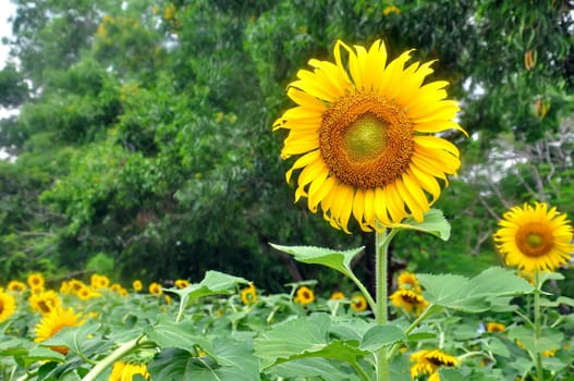 Beautiful sunflowers in the field