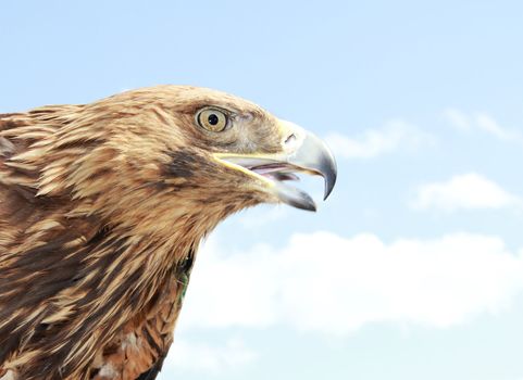 Eagle head on blue sky background. Close up