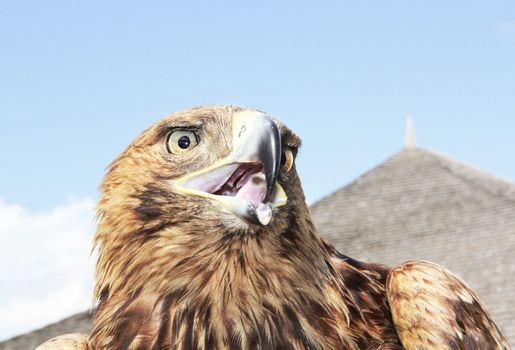 Eagle head on blue sky background. Close up