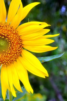 Beautiful sunflowers in the field