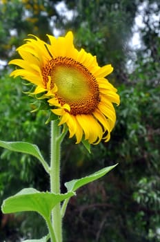 Beautiful sunflowers in the field