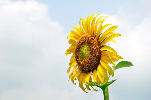 Beautiful sunflowers in the field