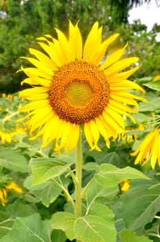 Beautiful sunflowers in the field