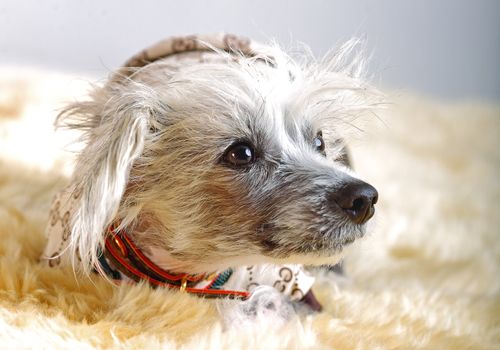 Chinese Crested Dog