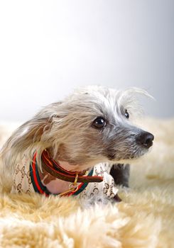 Chinese Crested Dog