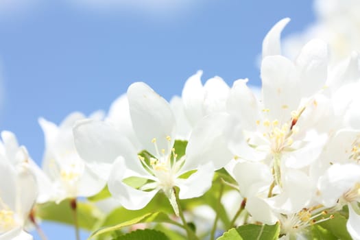 Bright white apple blossoms in the spring 