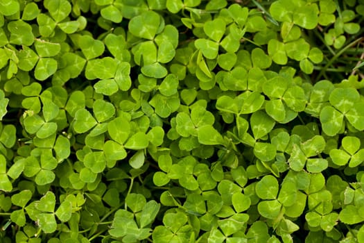 a vibrant green clover patch in the spring