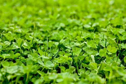 a bright green clover patch shimmering in the sun