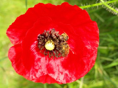 Bees collecting nectar from red April poppy