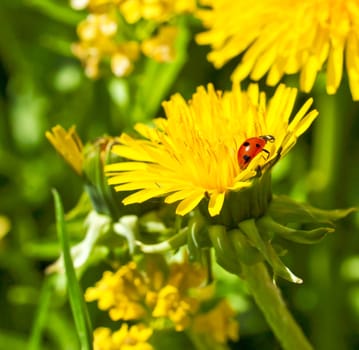 Ladybird on yellow dandeliom flower among petals