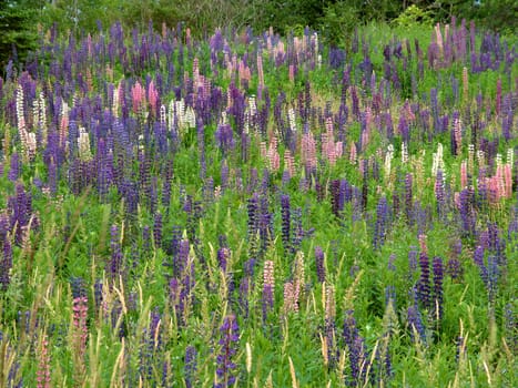 Beautiful blooms of wild Lupine in a prairie of northern Michigan.