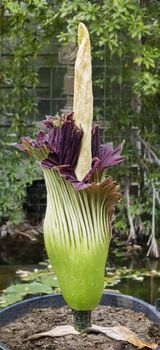 Amorphophallus titanum known as the titan arum or corpse flower, is a flowering plant with the largest unbranched inflorescence in the world