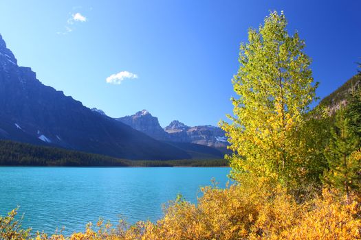 Yellow autumn colors along the shoreline of Waterfowl Lakes in Banff National Park.