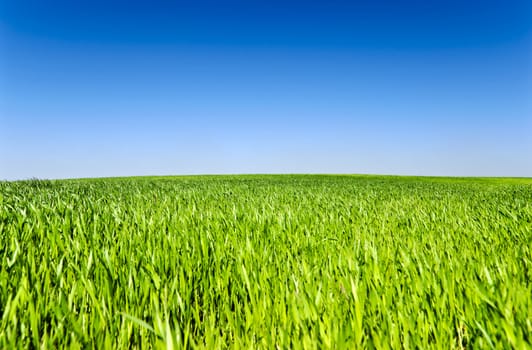 Blue sky and green grass field, focus on horizon
