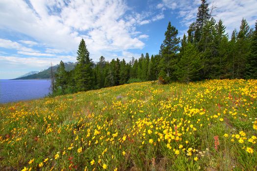 Pretty wildflowers grow near the shore of Jackson Lake in Grand Teton National Park - USA.