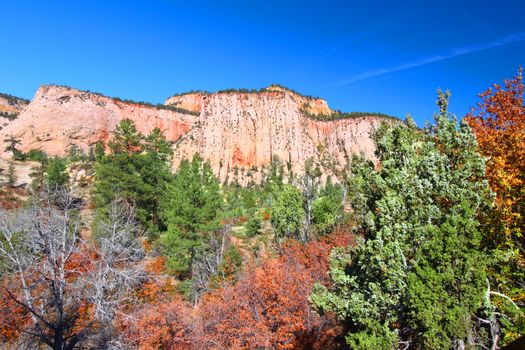 Vegetation amongst the beautiful geologic features of Zion National Park in Utah.