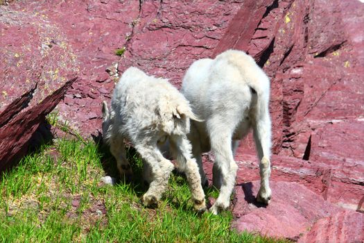 Mother and Baby Mountain Goats (Oreamnos americanus) searching for food in Glacier National Park - Montana.