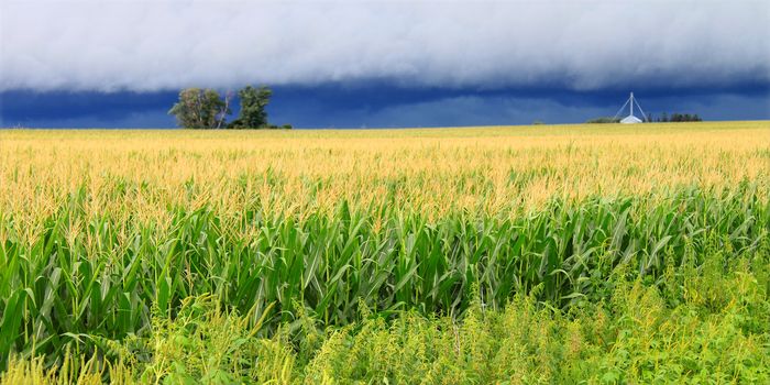 Ominous clouds precede the strong winds of a thunderstorm a cornfield in Illinois.