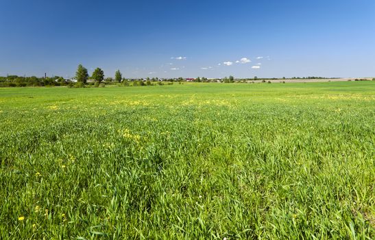 Green grass and blue sky background with country view