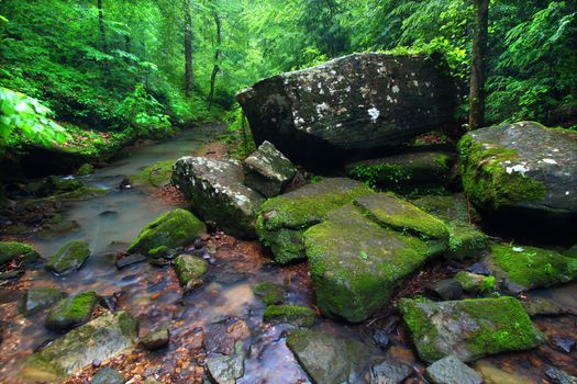 Tranquil stream cuts a deep gorge through the lush forests of northern Alabama.