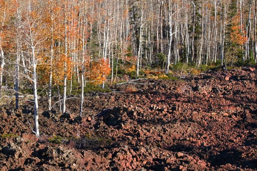 Aspen trees grow through a lava field in the Dixie National Forest of Utah.