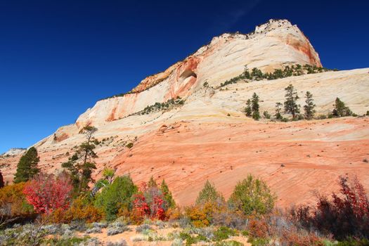 Vegetation below beautiful geological features of Zion National Park in Utah.