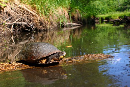 Blandings Turtle basking on a log in a pristine stream of northern Illinois.