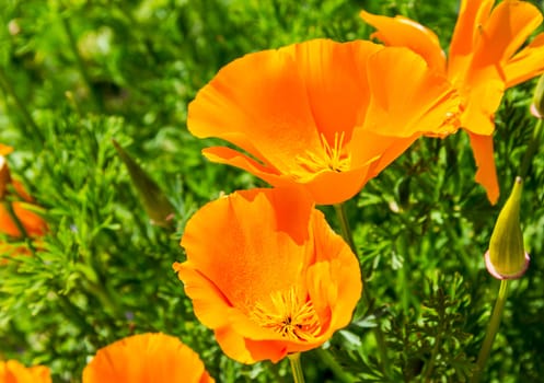 closeup of orange poppies on green field
