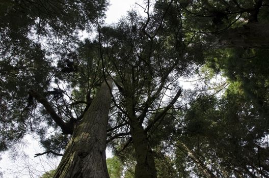 Tall japanese pine tree seen from below